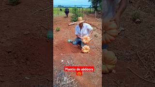 O agrônomo de Vera me ensinou plantar sementes de abóbora produtividadenocampo plantio abóbora [upl. by Pitarys392]