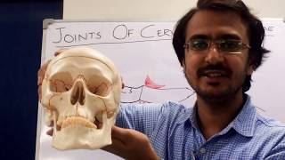 Cervical Vertebrae Anatomy  Part2 [upl. by Wiese]