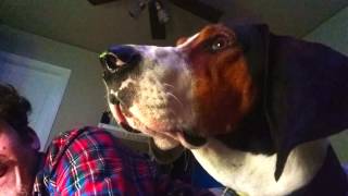 Jax quotBest of Personalityquot Compilation Treeing Walker Coonhound [upl. by Carmelina]