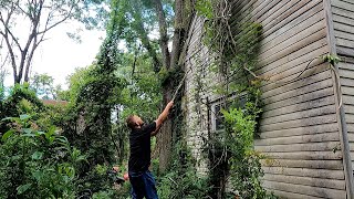 PULLING OVERGROWN WISTERIA OFF 140 YEAR OLD FARM HOUSE [upl. by Siro310]