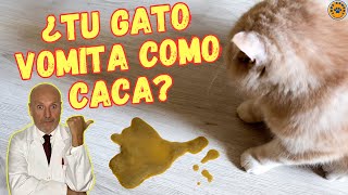 🆘 ¿PORQUE MI GATO VOMITA COMO CACA 🆘 [upl. by Gillespie]