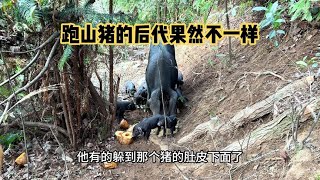 跑山猪把一窝崽生在深山，害得我天天爬山喂食 [upl. by Karrah]