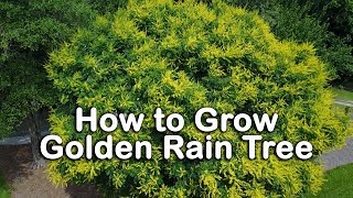 Golden raintree Koelreuteria paniculata  Plant Identification [upl. by Blaine748]