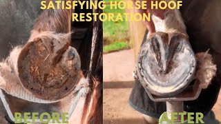 Full Horse Hoof Restoration ASMR [upl. by Zerep]