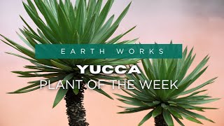 Easy Care Yucca Plants for Jacksonville Gardens [upl. by Innavoj]