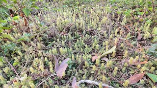 ដើម Lycopodium lagopus beautifulplace nature calmdown [upl. by Januarius308]