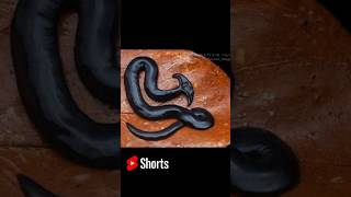 কেটে টুকরো টুকরো করলেও মরবে না Hammerheadworm shortsvideo [upl. by Orrocos]