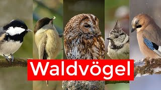 10 Waldvögel und ihr Gesang  Vogelstimmen lernen [upl. by Ecaroh]