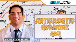 Endocrinology  Antidiuretic Hormone ADH [upl. by Ettelorahc589]