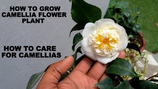 How to Grow Camellia Flower Plant Care and Tips [upl. by Anenahs825]