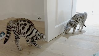 The Most Tense Build Up To A Bengal Cat Fight [upl. by Arayt]