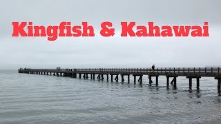 NZ Wharf Fishing  Kingfish amp Kahawai  Fishing In The Rain  Spring 2017 [upl. by Apicella]