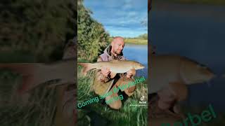 barbelfishing fishing barbel bigbarbelfishing [upl. by Nnylarak785]