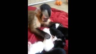 Monkey meets adorable puppies for the first time [upl. by Dash]