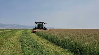 2023 Second Cut Sainfoin Hay [upl. by Bora]