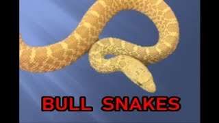 Bull Snakes Care and Morphs [upl. by Jeri608]