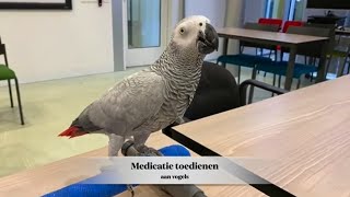 Medicatie toedienen aan vogels [upl. by Eiramacissej537]