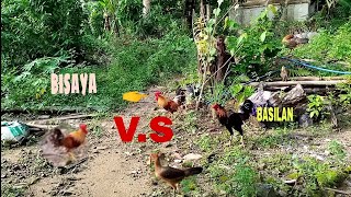 BALAW NA BISAYA VS BASILAN X PERUVIAN 🐓🐓🐓 [upl. by Judson]