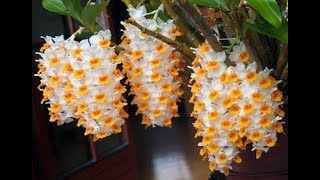 Dendrobium farmeri [upl. by Nodyarb]