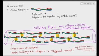 213 Globular and Fibrous Proteins Cambridge AS amp A Level Biology 9700 [upl. by Toh]