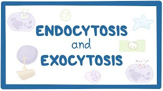 Endocytosis and exocytosis [upl. by Izawa53]