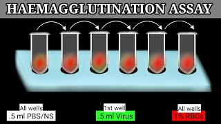 Haemagglutination Assay  HA Assay  HA Test [upl. by Xena482]