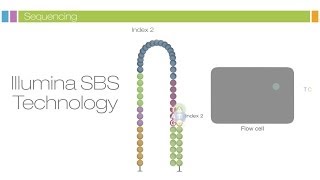 Intro to Sequencing by Synthesis Industryleading Data Quality [upl. by Auqeenahs]