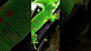 This gecko might be bigger than Nova gecko lizard shortvideo [upl. by Pleione]