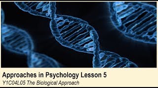 ALevel Psychology AQA Approaches in Psychology  The Biological Approach [upl. by Avrenim]