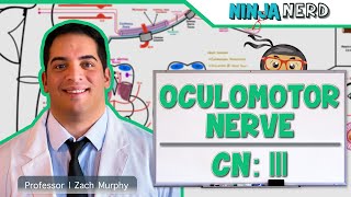 Neurology  Oculomotor Nerve Cranial Nerve III [upl. by Cowen858]