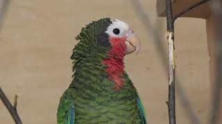 Cuban Parrot ssp leucocephala [upl. by Amaleta812]