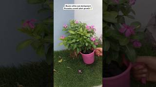 Liquid Fertilizer for your plants🌿PehleJaisa houseplants gardening flowers reels fertilizer [upl. by Elisha]