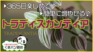 365日楽しめて♪簡単に増やせる♪トラディスカンティアの育て方・増やし方【くまパン園芸】 [upl. by Zaccaria]