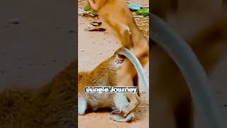 Monkey mating animal world amazingworld [upl. by Waldo238]