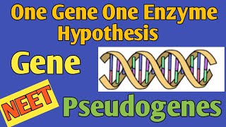 One Gene One Enzyme Hypothesis  Genes  Pseudogenes  Genetics  NEET AIIMS Biology  Biomania [upl. by Notpmah]