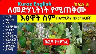 ለመድሃኒትነት የሚጠቅሙ እፅዋት ስም  Names of Ethiopian medicinal plants and herbs  Part 5 [upl. by Rus521]