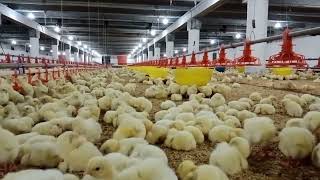 Poultry Control Farm  Broiler control farm  Broiler Poultry control Shed [upl. by Janessa]