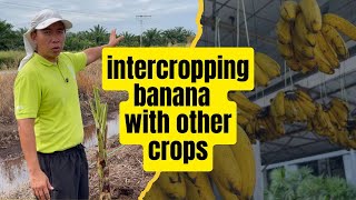 Intercropping banana with other crops  Ep1 [upl. by Rennane]