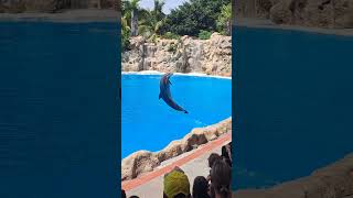 Espectáculo de delfines en el Loro Parque [upl. by Lain234]