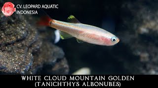 Tanichthys albonubes THE BRIGHT White Cloud Mountain Golden Leopard Aquatic U010A [upl. by Katinka]