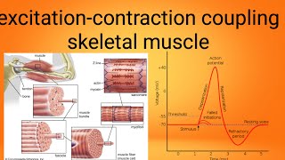 mucle excitation contraction couplingphysiology lecture 7 [upl. by Kast]