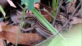 Ameiva bifrontata  Copes Ameiva  junglerunners  Giant Ameiva [upl. by Ilana]