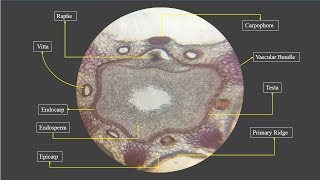 How to Do Fennel Section Cutting and Microscopic Examination  Section Cutting of Fennel  ENGLISH [upl. by Hieronymus]