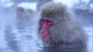 Monkey Meditations  Snow Monkeys in a Hot Spring Japan [upl. by Ynetruoc407]