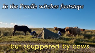 In the footsteps of the Witches scuppered by highland cows [upl. by Roane]