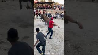 Vaya qué monta dramática 😱🐂🇲🇽 jaripeo [upl. by Jewel235]