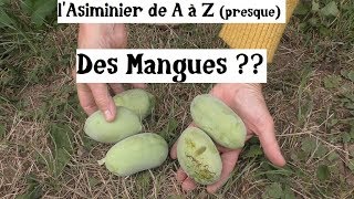 lAsiminier de A à Z presque [upl. by Fraze]