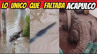 Alerta Máxima Cocodrilos Gigantes en Acapulco en las calles y casas tras inundación en Acapulco [upl. by Mallen]