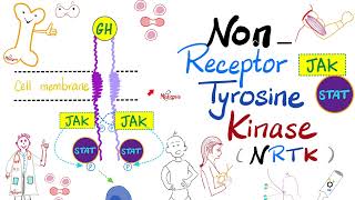 JAKSTAT Pathway — Nonreceptor Tyrosine Kinase NRTK  Cell Signaling  Endocrinology Playlist [upl. by Quinlan]