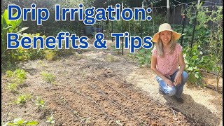 Drip IRRIGATION Benefits amp Tips [upl. by Llesirg]